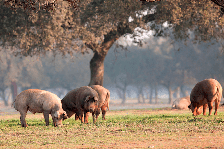 Cerdo ibérico de Huelva en la dehesa